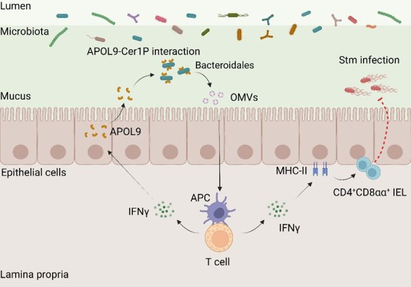 配资正规网上炒股 肠道菌群左右免疫力？11年攻关终登《自然》，背后是它在“神助攻”